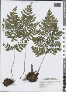 Щитовник распростертый (C.Presl) Fraser-Jenk. & Jermy, Сибирь, Дальний Восток (S6) (Россия)