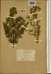 Psammogeton papillare (Boiss.) Mousavi, Mozaff. & Zarre, Зарубежная Азия (ASIA) (Сирия)