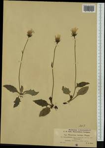 Hieracium pallescens subsp. macranthoides (Zahn) Gottschl., Западная Европа (EUR) (Австрия)
