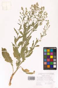 Клоповник широколистный L., Восточная Европа, Нижневолжский район (E9) (Россия)