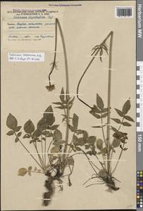 Валериана сердечниковая M.Bieb., Кавказ, Южная Осетия (K4b) (Южная Осетия)