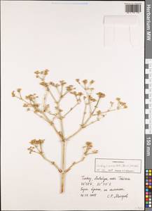 Cachrys crassiloba (Boiss.) Meikle, Зарубежная Азия (ASIA) (Турция)