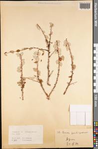 Prunus pseudoprostrata (Pojark.) Rech. fil., Средняя Азия и Казахстан, Копетдаг, Бадхыз, Малый и Большой Балхан (M1) (Туркмения)