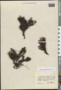 Камнеломка можжевельниколистная Adams, Кавказ, Северная Осетия, Ингушетия и Чечня (K1c) (Россия)