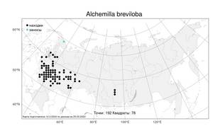 Alchemilla breviloba, Манжетка коротколопастная H. Lindb., Атлас флоры России (FLORUS) (Россия)