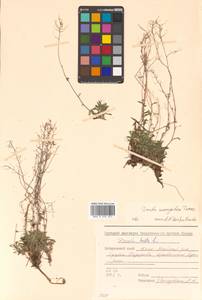 Крупка монгольская Turcz., Сибирь, Дальний Восток (S6) (Россия)