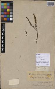 Crassula ericoides subsp. ericoides, Африка (AFR) (ЮАР)