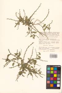 Крепкоплодник сирийский (L.) W.T.Aiton, Восточная Европа, Нижневолжский район (E9) (Россия)