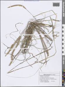 Тимофеевка степная (L.) H.Karst., Восточная Европа, Средневолжский район (E8) (Россия)
