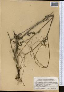 Chaerophyllum khorassanicum Czern. ex Schischk., Средняя Азия и Казахстан, Копетдаг, Бадхыз, Малый и Большой Балхан (M1) (Туркмения)