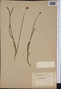 Carex hoodii Boott, Америка (AMER) (США)