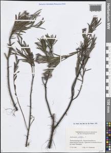 Подбел обыкновенный L., Восточная Европа, Северо-Западный район (E2) (Россия)