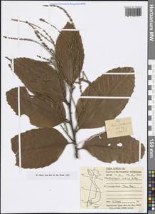 Castanopsis indica (Roxb. ex Lindl.) A.DC., Зарубежная Азия (ASIA) (Вьетнам)