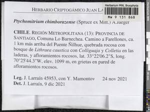 Ptychomitrium orthotrichoides (Gillies ex Grev.) D.G. Long, Гербарий мохообразных, Мхи - Америка (BAm) (Чили)