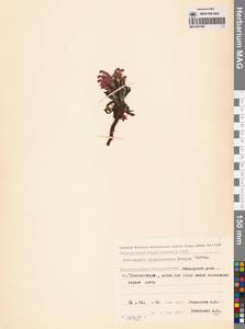 Мытник лисохвостый Steven ex Spreng., Сибирь, Чукотка и Камчатка (S7) (Россия)