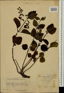 Clinopodium grandiflorum subsp. grandiflorum, Кавказ, Абхазия (K4a) (Абхазия)