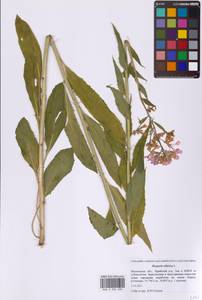 Вечерница сибирская L., Восточная Европа, Московская область и Москва (E4a) (Россия)