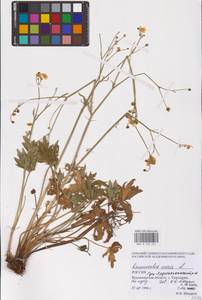 Лютик едкий L., Восточная Европа, Центральный район (E4) (Россия)