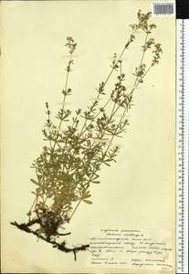 Подмаренник мягкий L., Восточная Европа, Северный район (E1) (Россия)