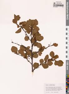 Береза кустарниковая Pall., Сибирь, Дальний Восток (S6) (Россия)