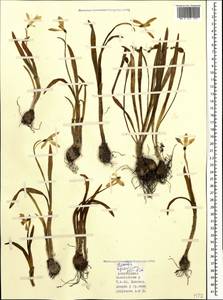 Подснежник лагодехский Kem.-Nath., Кавказ, Азербайджан (K6) (Азербайджан)