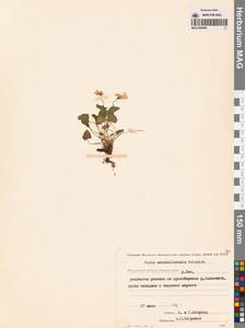 Фиалка сахалинская H.Boissieu, Сибирь, Чукотка и Камчатка (S7) (Россия)