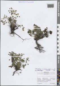 Лапчатка распростертая Willd. ex D.F.K.Schltdl., Восточная Европа, Средневолжский район (E8) (Россия)