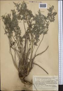 Порезник Шренка C. A. Mey. ex Schischk., Средняя Азия и Казахстан, Джунгарский Алатау и Тарбагатай (M5) (Казахстан)