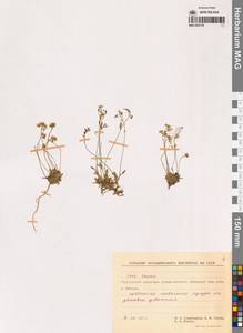 Крупка, Сибирь, Чукотка и Камчатка (S7) (Россия)