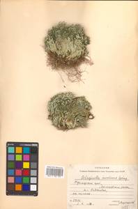 Pulviniella tamariscina (P. Beauv.) Li Bing Zhang & X. M. Zhou, Сибирь, Дальний Восток (S6) (Россия)
