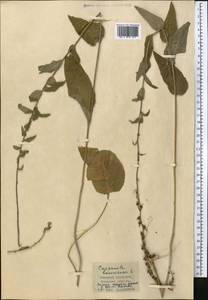 Колокольчик болонский L., Средняя Азия и Казахстан, Прикаспийский Устюрт и Северное Приаралье (M8) (Казахстан)