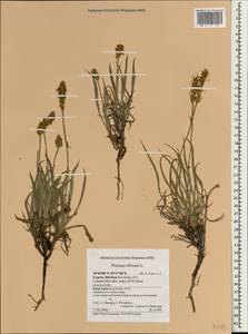Plantago albicans L., Зарубежная Азия (ASIA) (Кипр)