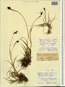 Carex aterrima subsp. medwedewii (Leskov) T.V.Egorova, Кавказ, Северная Осетия, Ингушетия и Чечня (K1c) (Россия)