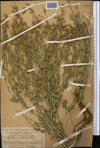 Lactuca orientalis subsp. orientalis, Средняя Азия и Казахстан, Западный Тянь-Шань и Каратау (M3) (Казахстан)