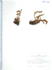 Вудсия эльбская (L.) R.Br., Сибирь, Дальний Восток (S6) (Россия)