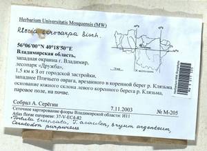 Bryum argenteum Hedw., Гербарий мохообразных, Мхи - Центральное Нечерноземье (B6) (Россия)