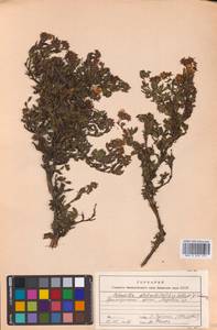 Курильский чай даурский (Nestl.) Kom. & Aliss., Сибирь, Дальний Восток (S6) (Россия)