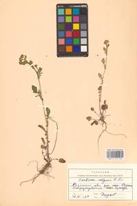 Сурепка обыкновенная W.T.Aiton, Восточная Европа, Центральный район (E4) (Россия)