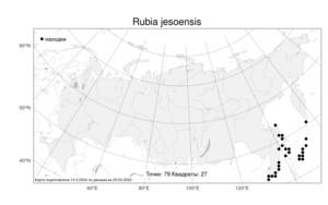 Rubia jesoensis, Марена иезская (Miq.) Miyabe & Kudô, Атлас флоры России (FLORUS) (Россия)