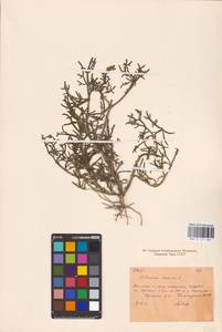 Солерос солончаковый Willd., Восточная Европа, Восточный район (E10) (Россия)