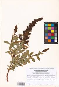 Spiraea ×pseudosalicifolia Silverside, Восточная Европа, Московская область и Москва (E4a) (Россия)