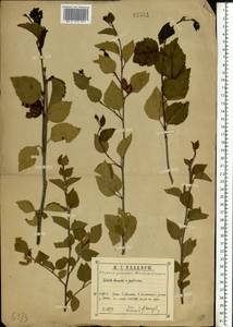 Береза приземистая Schrank, Восточная Европа, Центральный район (E4) (Россия)