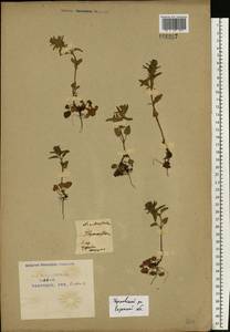 Змееголовник тимьяноцветковый L., Восточная Европа, Центральный район (E4) (Россия)