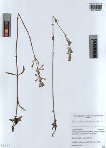 KUZ 004 028, Смолевка зеленоцветковая (Willd.) Ehrh., Сибирь, Алтай и Саяны (S2) (Россия)