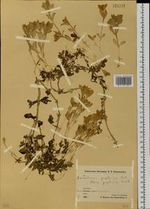 Гонкения бутерлаковидная (L.) Ehrh., Сибирь, Чукотка и Камчатка (S7) (Россия)