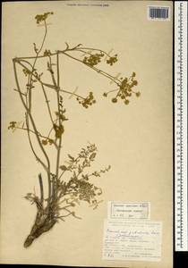 Dichoropetalum palimbioides (Boiss.) Pimenov & Kljuykov, Зарубежная Азия (ASIA) (Турция)