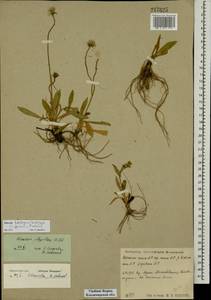 Pilosella acutifolia subsp. acutifolia, Восточная Европа, Центральный район (E4) (Россия)