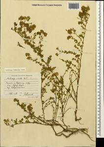 Medicago falcata subsp. falcata, Кавказ, Черноморское побережье (от Новороссийска до Адлера) (K3) (Россия)