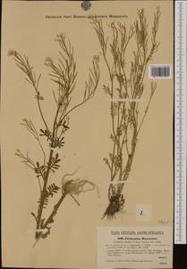 Cardamine pratensis subsp. matthioli (Moretti) Nyman, Западная Европа (EUR) (Австрия)