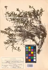 MHA 0 157 120, Thymus pannonicus All., Восточная Европа, Центральный лесостепной район (E6) (Россия)